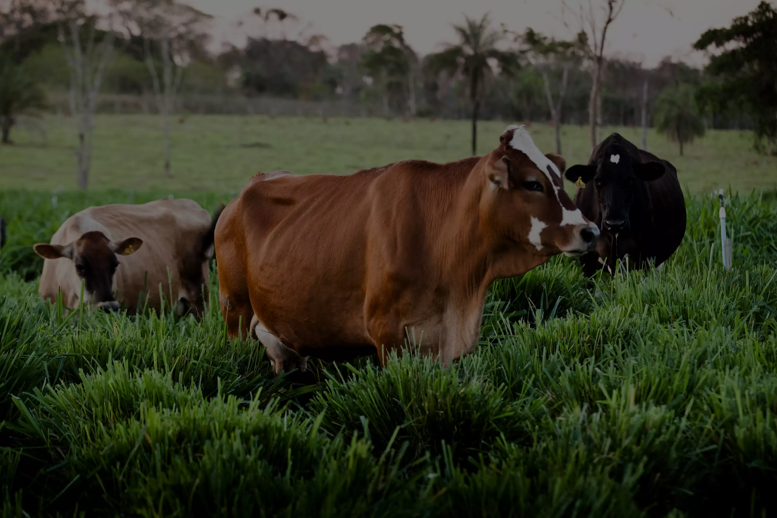 Bem-estar animal